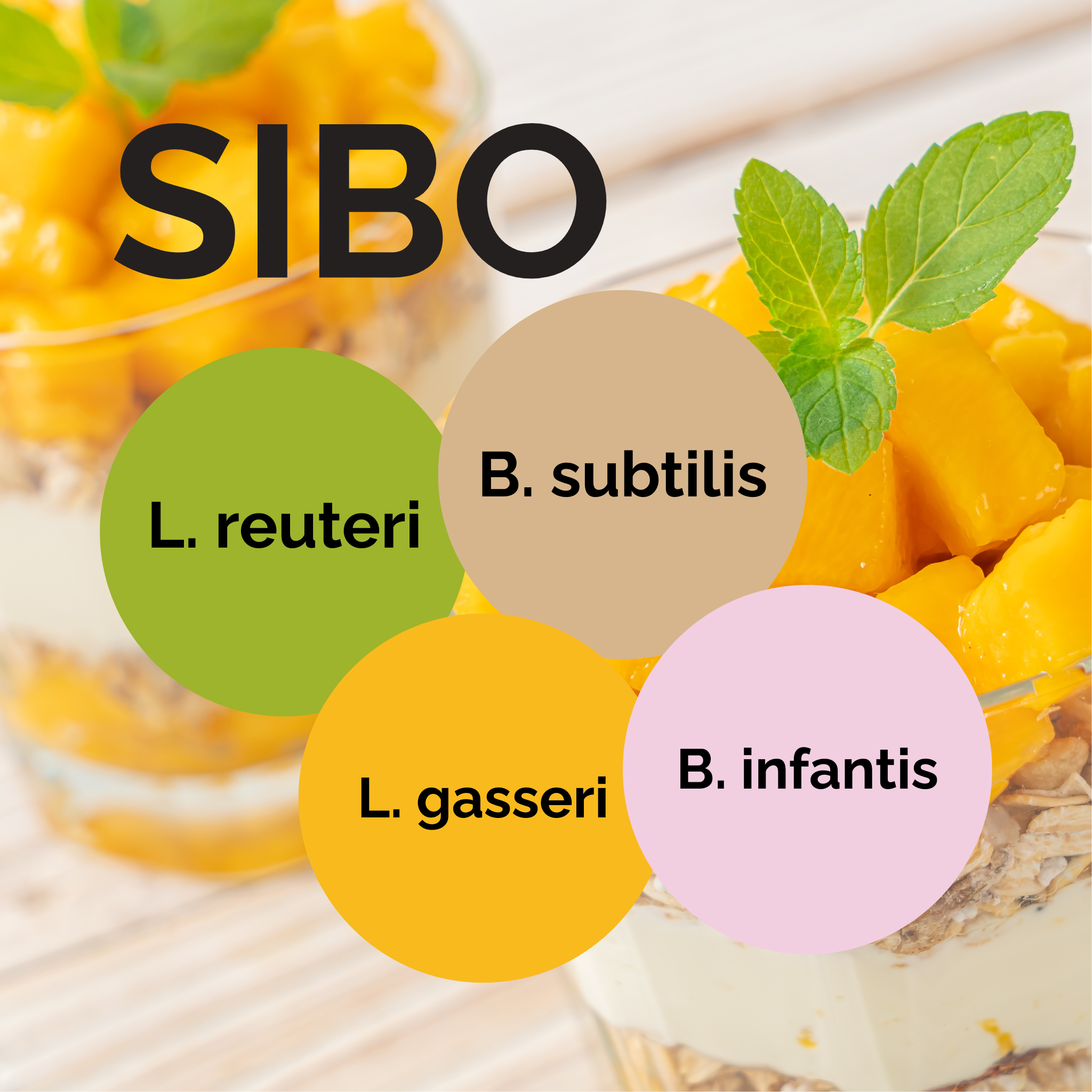 L. reuteri + L. gasseri + B. infantis + B. subtilis | Zestaw startowy do jogurtu | SIBO | Kultury startowe | Opakowanie 3 szt.