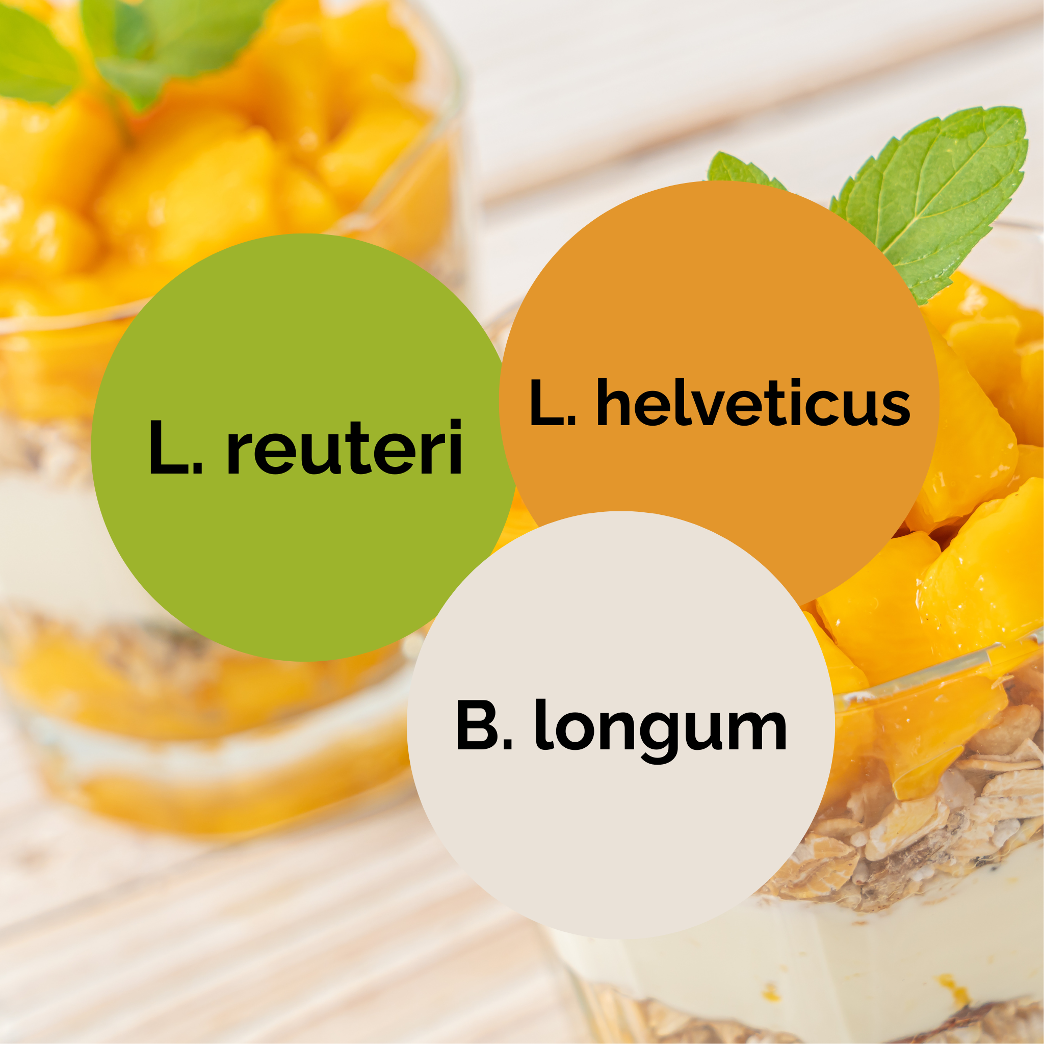 L. reuteri + L. helveticus + B. longum | Zestaw startowy do jogurtu | Kultury startowe | Opakowanie 3 szt.