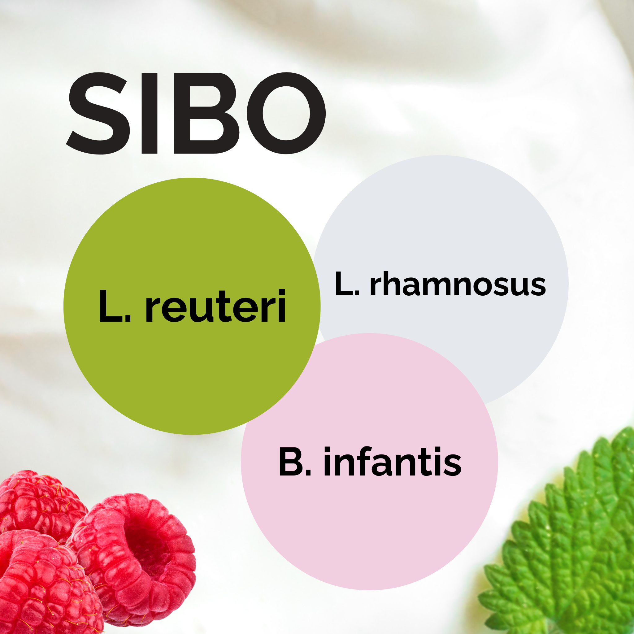 L. reuteri + L. rhamnosus + B. infantis | Zestaw startowy do jogurtu | SIBO | Kultury startowe | Opakowanie 3 szt.