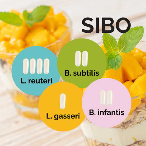 L. reuteri + L. gasseri + B. infantis + B. subtilis | Yogurt Starter Set | SIBO | Starter Cultures | 3-Pack